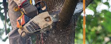 Best Tree Risk Assessment  in Batesville, MS